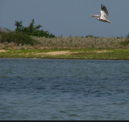 Pulicat Lake Bird Sanctuary