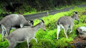 Mukurthi National Park | OOty | Nilgiri District | Tamilandu State
