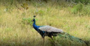 mudumalai tiger reserve upsc